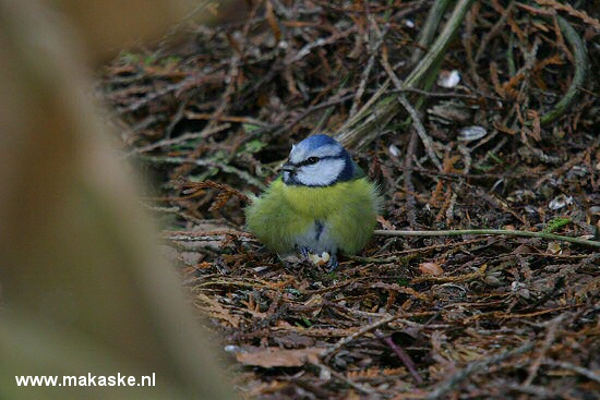 Blaumeise