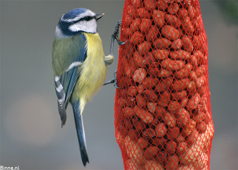 Blaumeise vogel bilder