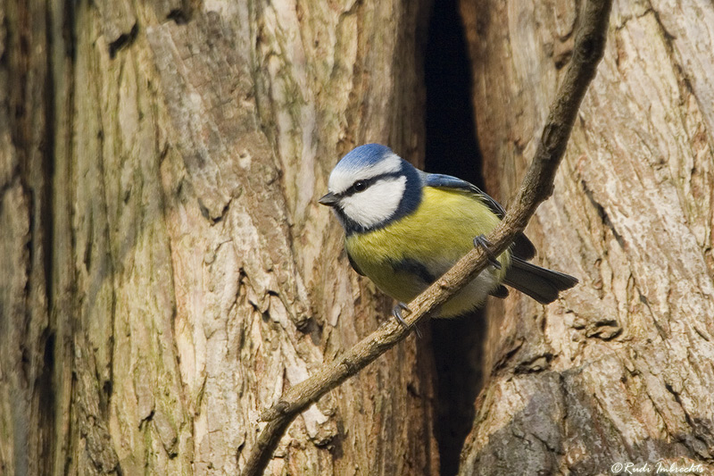 Blaumeise vogel bilder