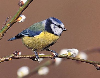 Blaumeise vogel bilder