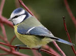 Blaumeise vogel bilder