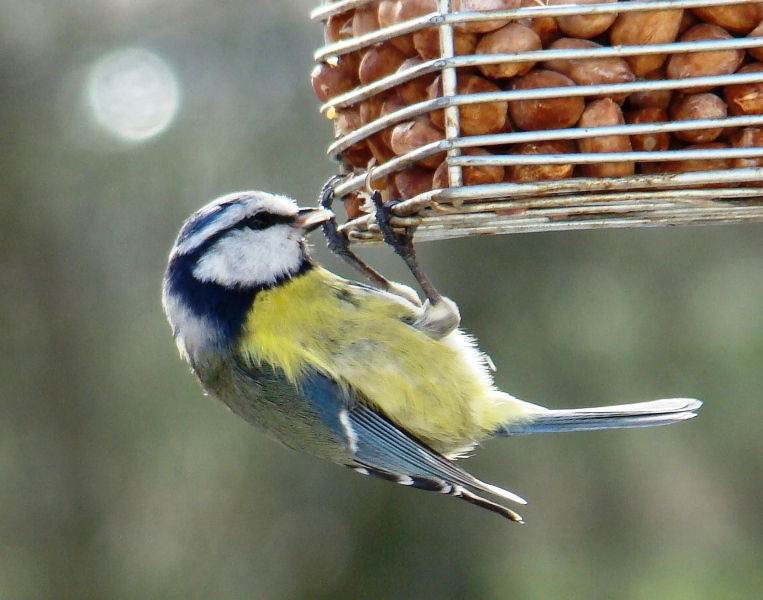 Blaumeise vogel bilder