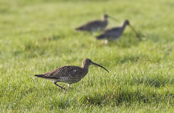 Brachvogel