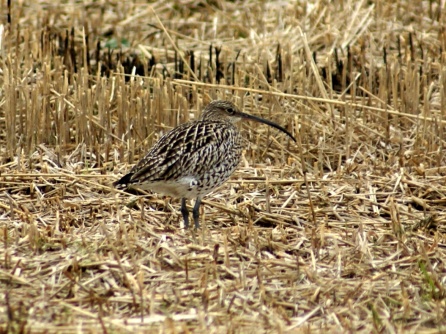 Brachvogel