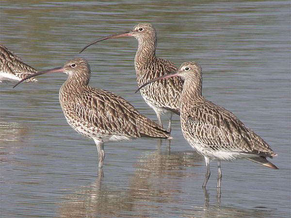 Brachvogel