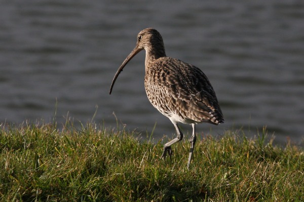 Brachvogel vogel bilder