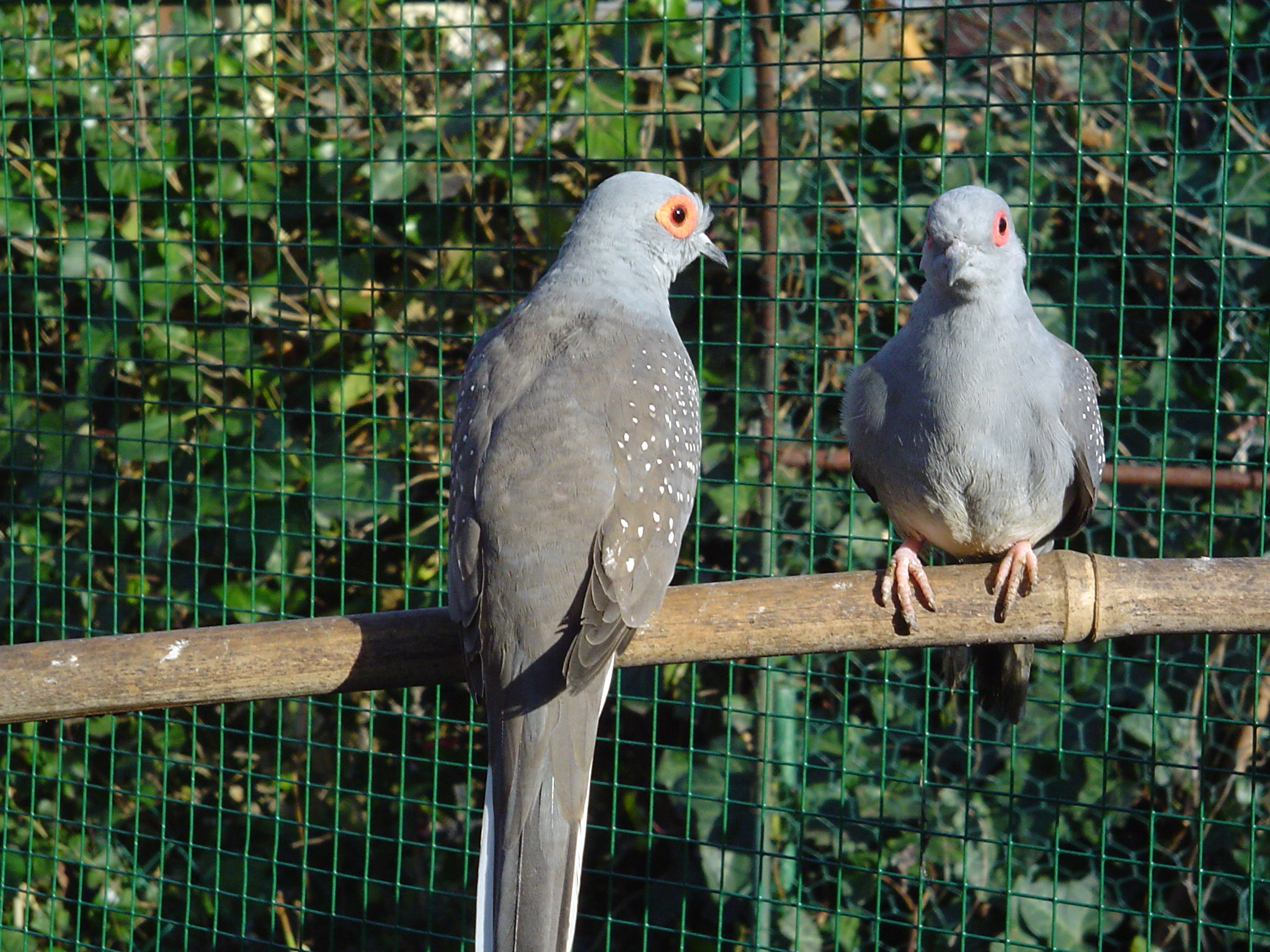 Diamant taube vogel bilder