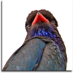 Dollarvogel vogel bilder