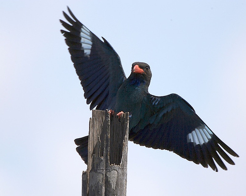 Dollarvogel vogel bilder