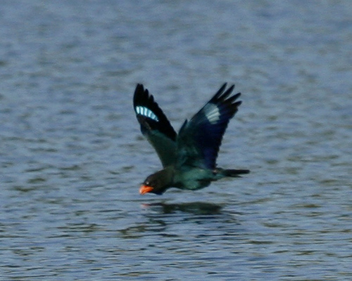 Dollarvogel vogel bilder