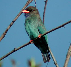 Dollarvogel vogel bilder