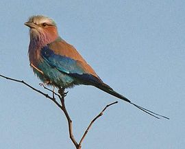 Dollarvogel vogel bilder