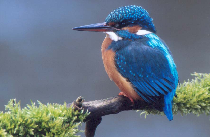 Eisvogel vogel bilder