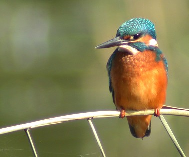 Eisvogel vogel bilder