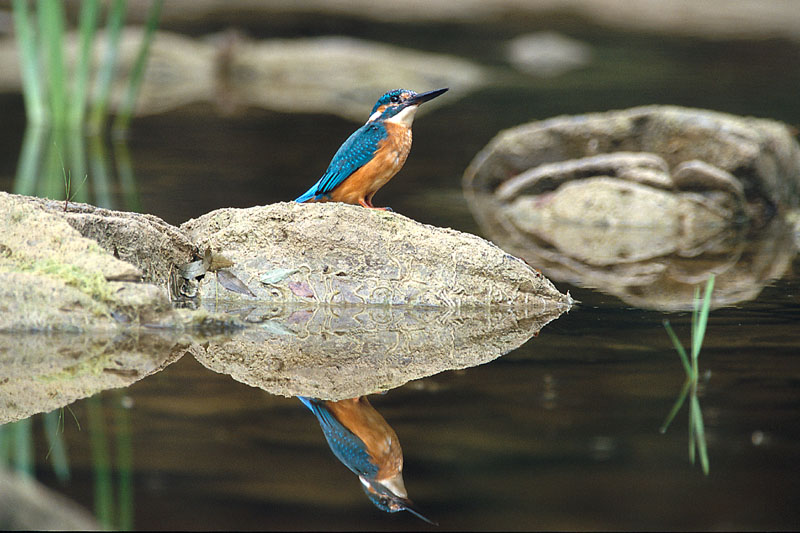 Eisvogel