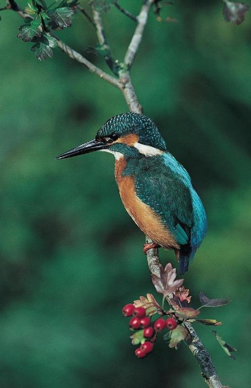 Eisvogel vogel bilder