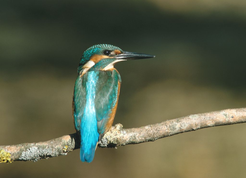 Eisvogel vogel bilder