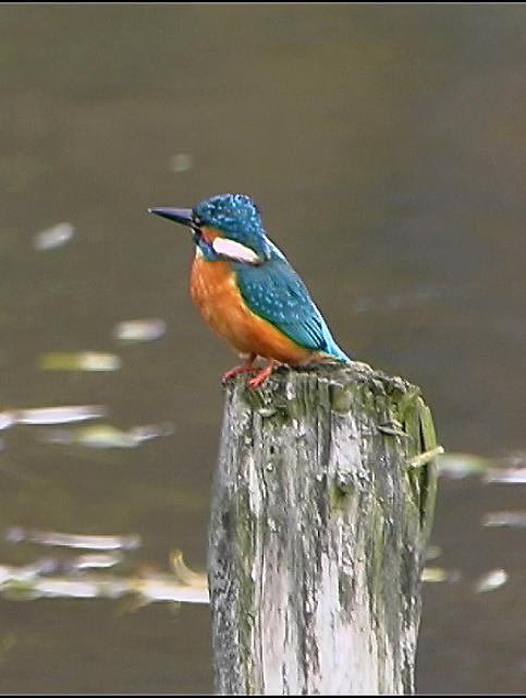 Eisvogel vogel bilder