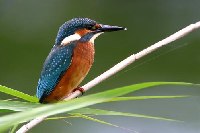 Eisvogel vogel bilder