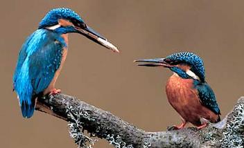 Eisvogel vogel bilder