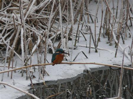 Eisvogel