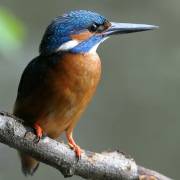 Eisvogel vogel bilder