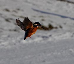 Eisvogel