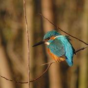 Eisvogel vogel bilder