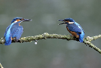 Eisvogel vogel bilder