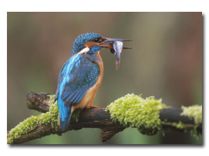 Eisvogel vogel bilder