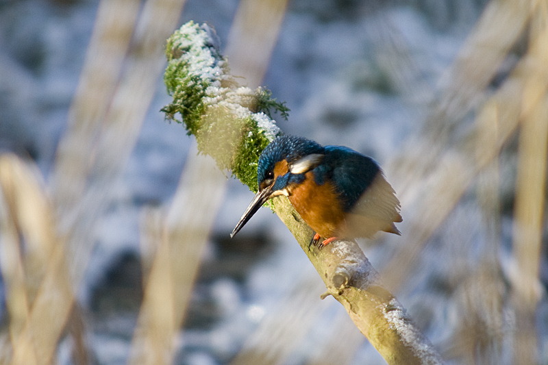 Eisvogel