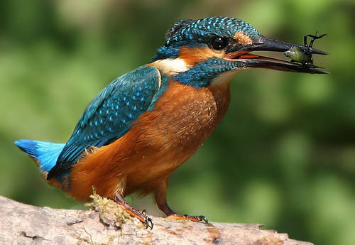 Eisvogel vogel bilder