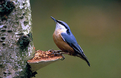 Eisvogel vogel bilder