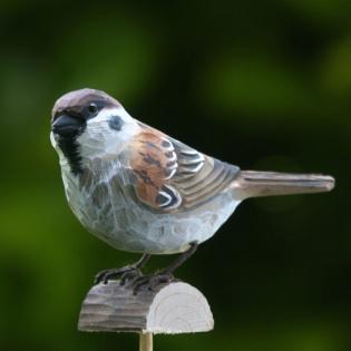 Feldsperling vogel bilder