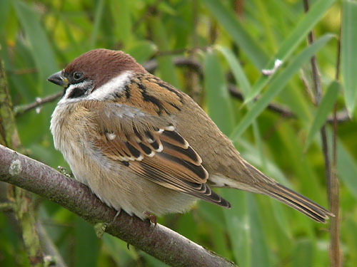 Feldsperling