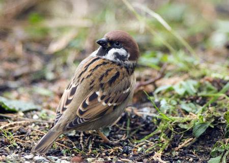 Feldsperling vogel bilder