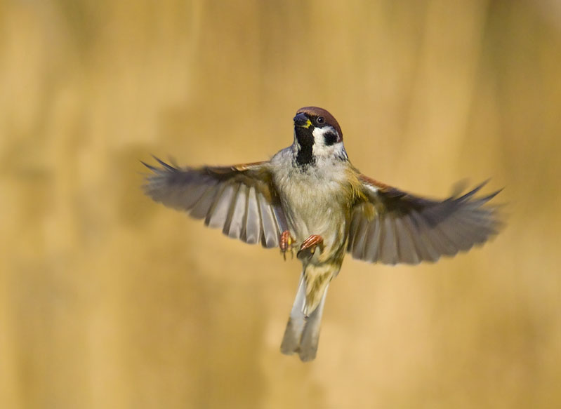 Feldsperling vogel bilder