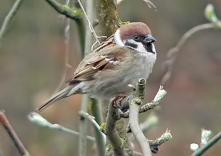 Feldsperling