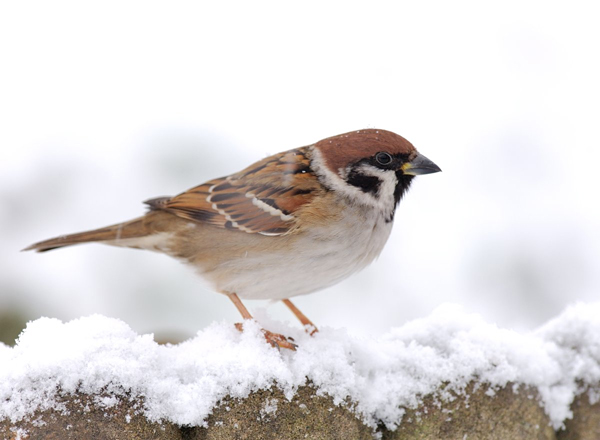 Feldsperling vogel bilder