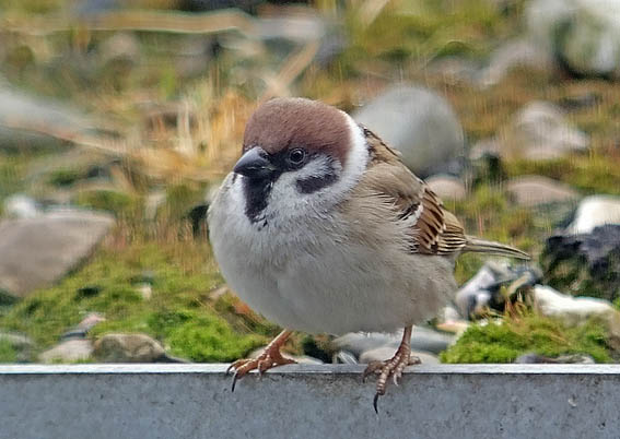 Feldsperling vogel bilder