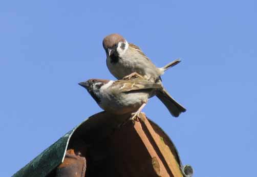 Feldsperling vogel bilder