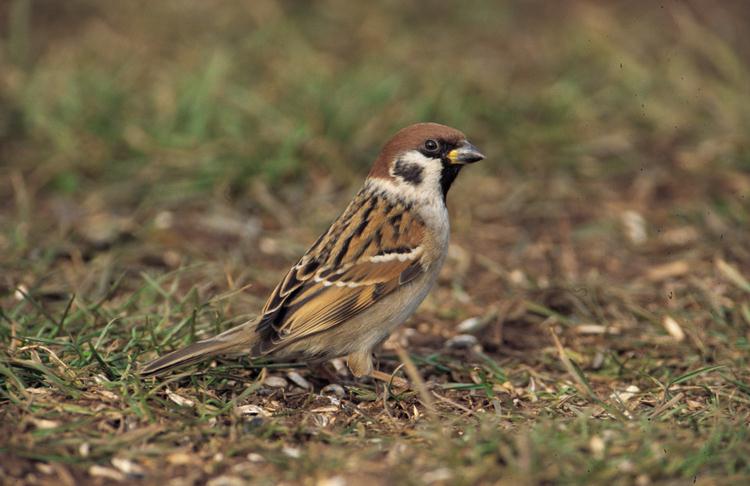 Feldsperling vogel bilder