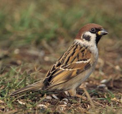 Feldsperling vogel bilder