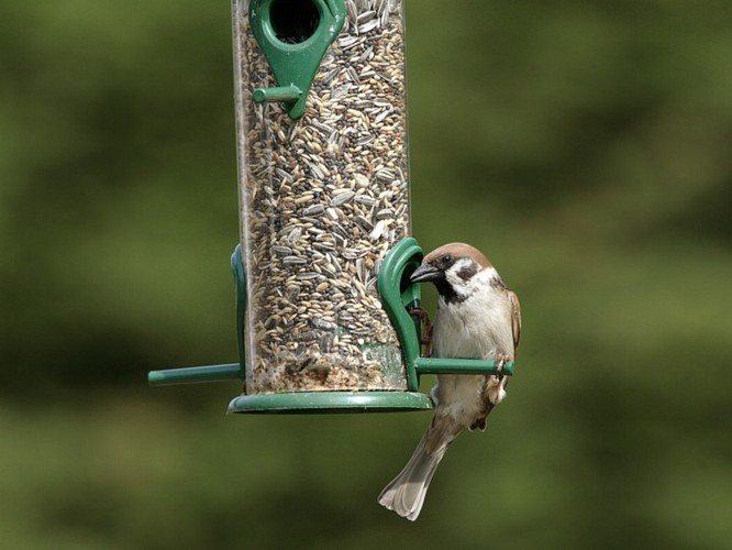 Feldsperling vogel bilder