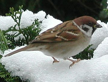 Feldsperling vogel bilder