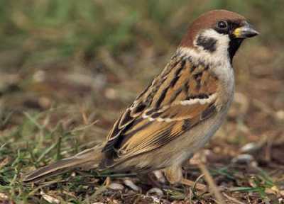 Feldsperling vogel bilder