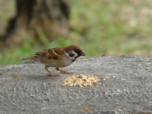 Feldsperling vogel bilder