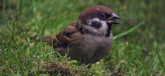 Feldsperling vogel bilder