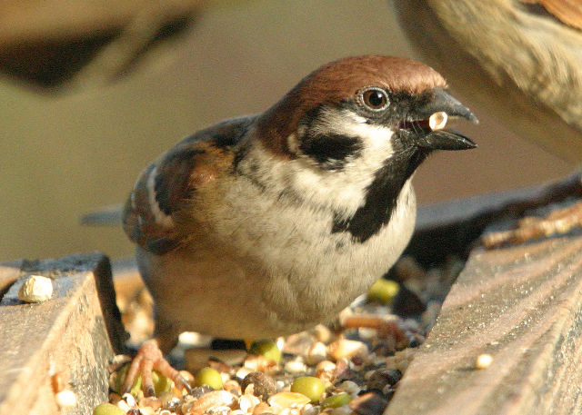 Feldsperling vogel bilder