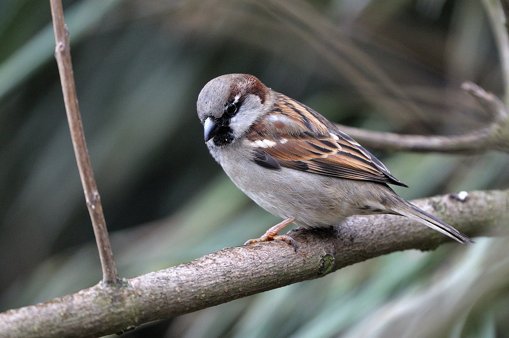 Feldsperling vogel bilder